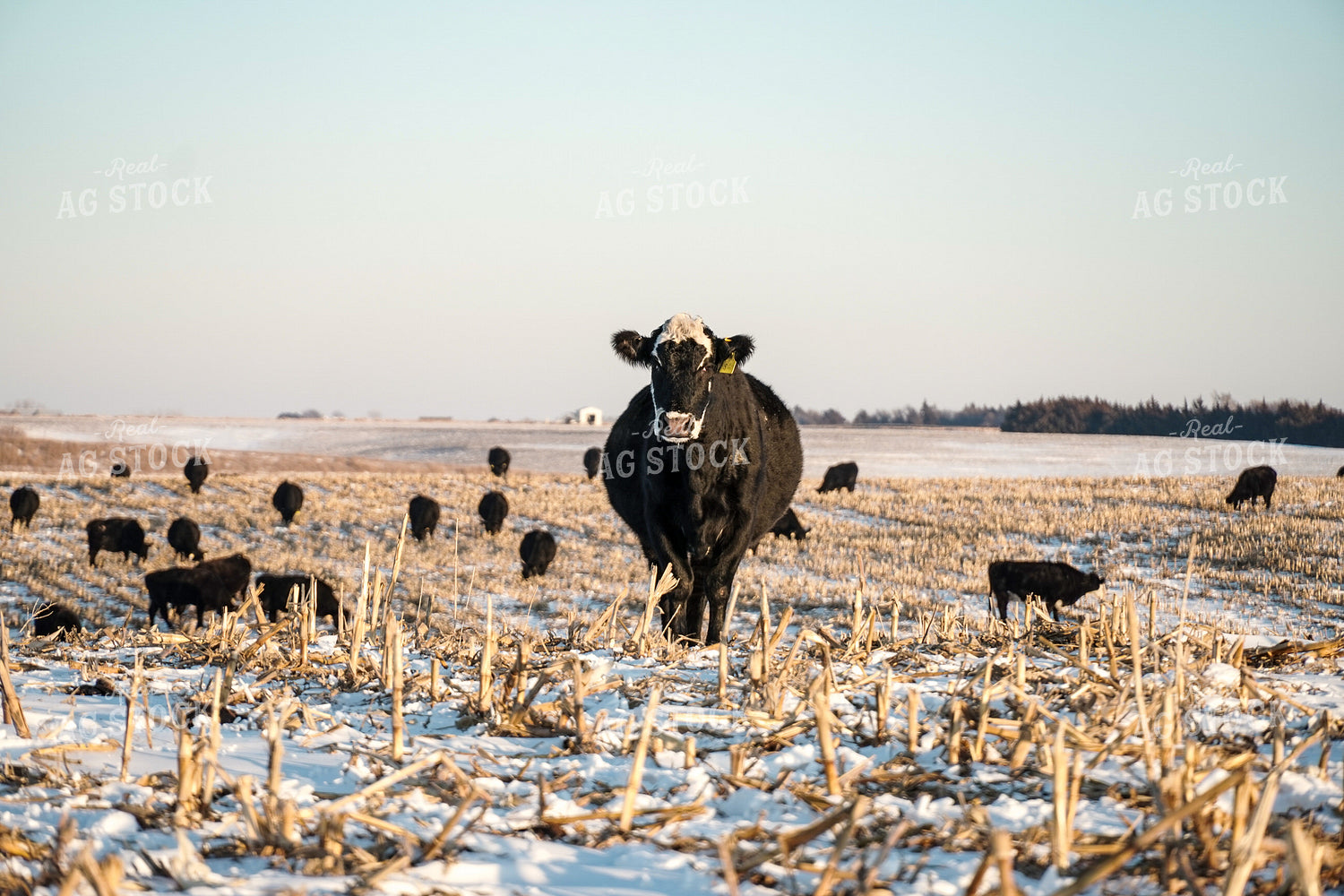 Cattle on Cornstalks in Winter 65203