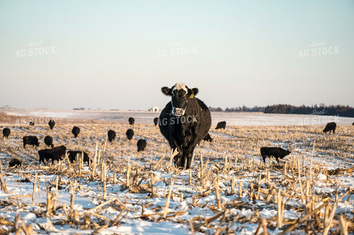 Cattle on Cornstalks in Winter 65203
