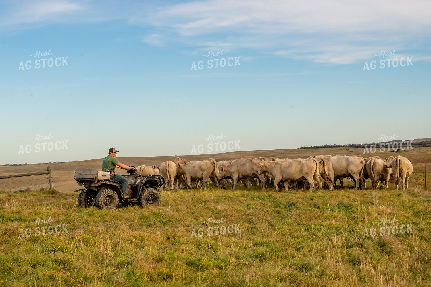 Moving Charolais Cattle 299013