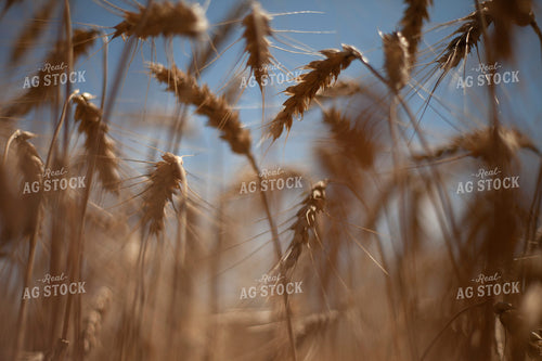 Wheat 2179