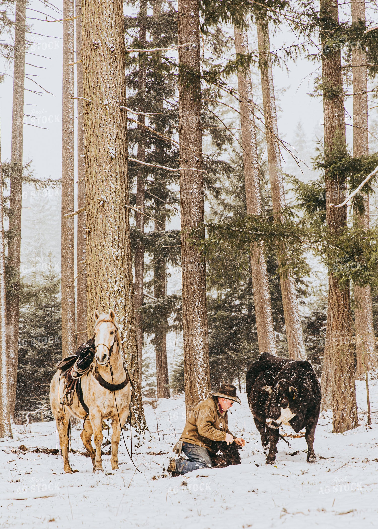 Rancher Tagging Calf in Snow 66042