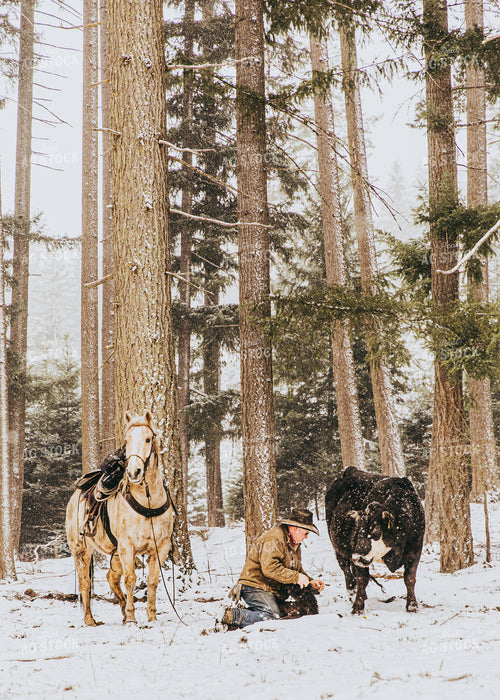 Rancher Tagging Calf in Snow 66042