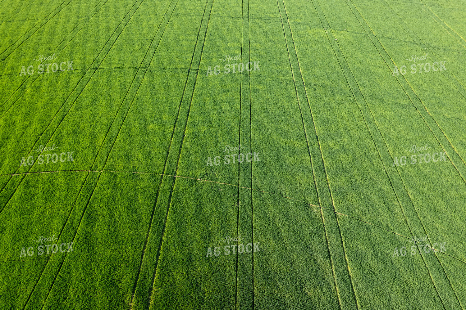 Aerial of Winter Wheat Field 65733