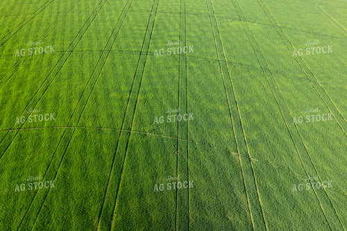 Aerial of Winter Wheat Field 65733