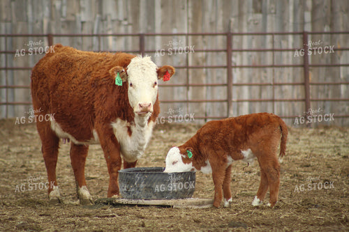 Hereford Cow and Calf Pair 78092