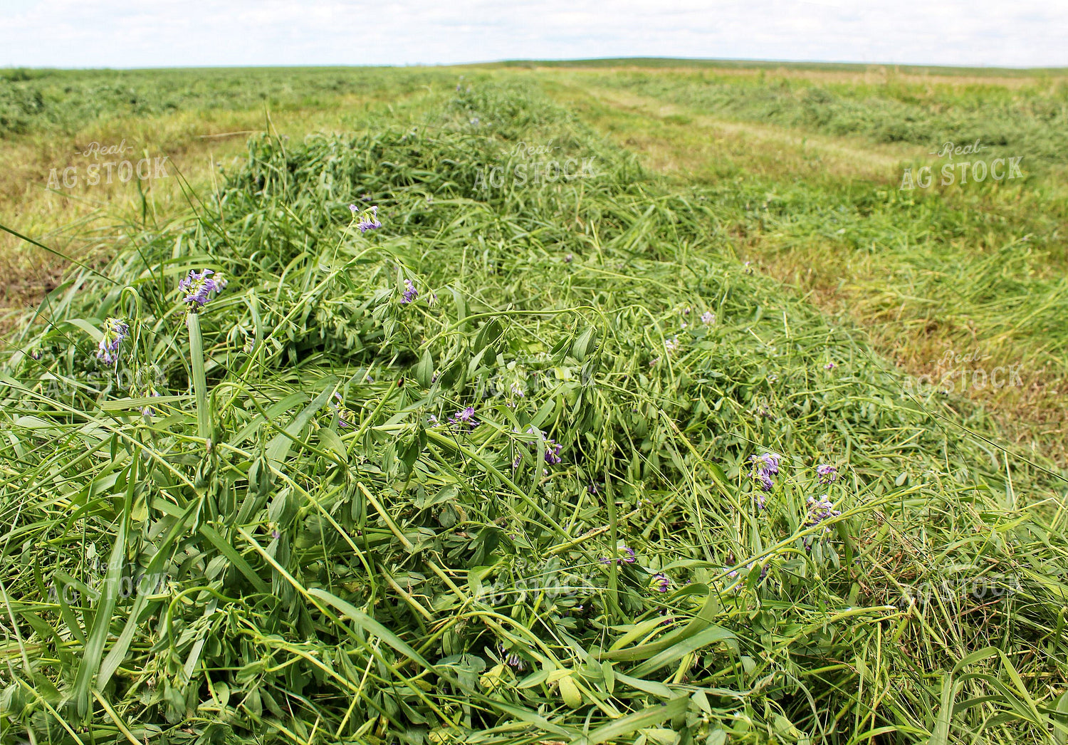 Cut Hay 141351