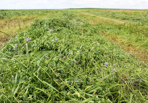 Cut Hay 141351