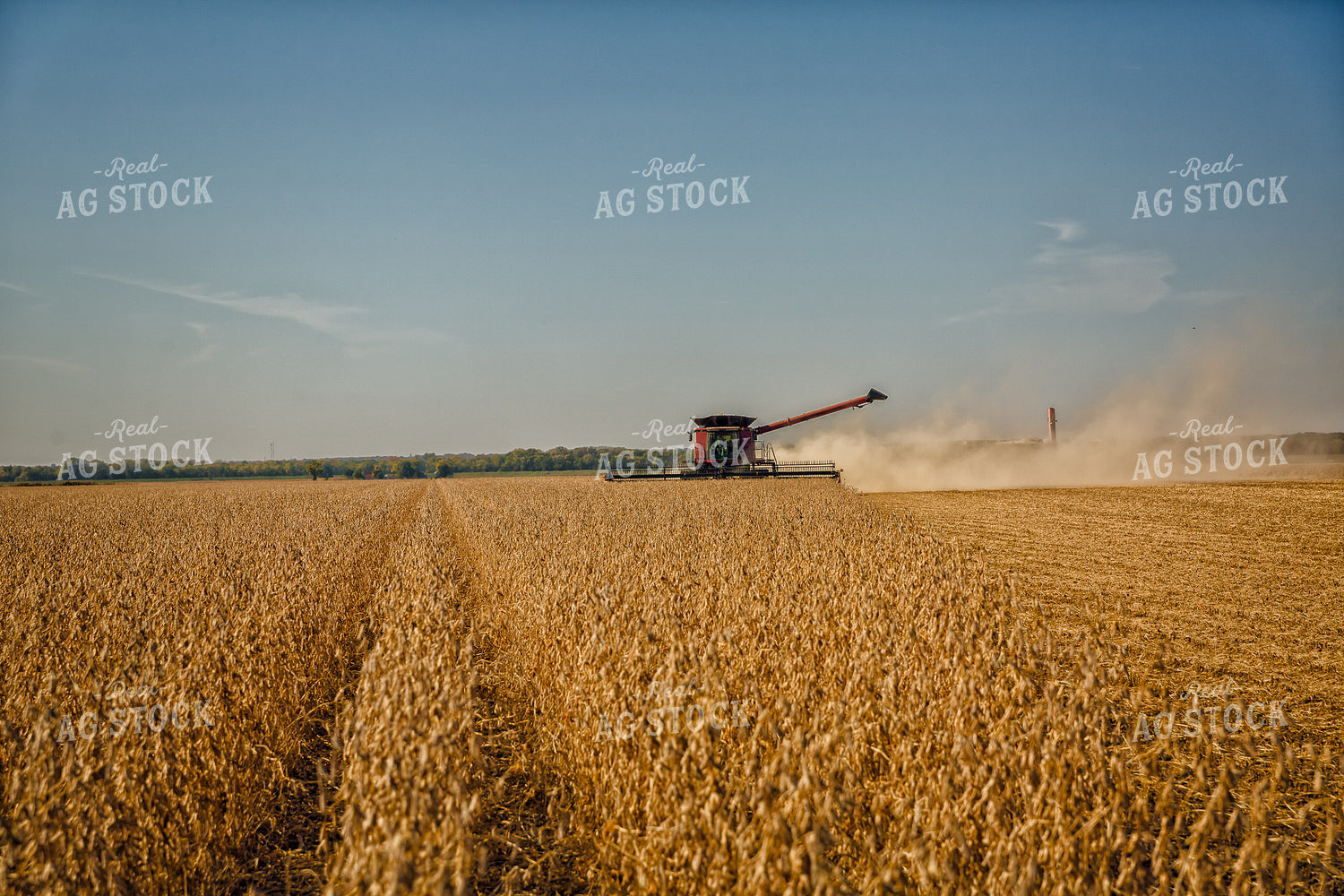 Soybean Harvest 153003
