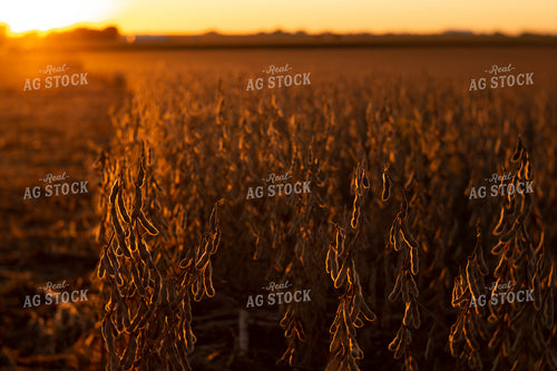 Soybeans - Dry 2478