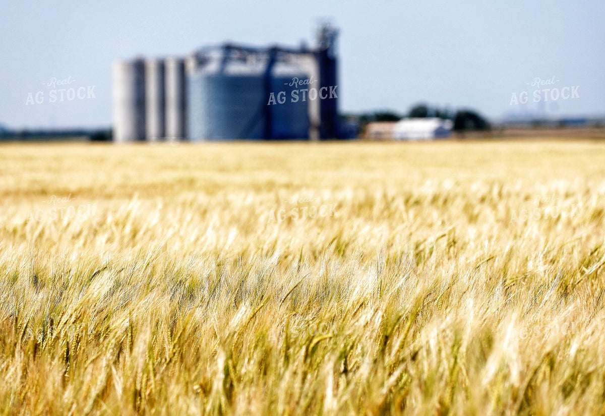 Barley Field 141653