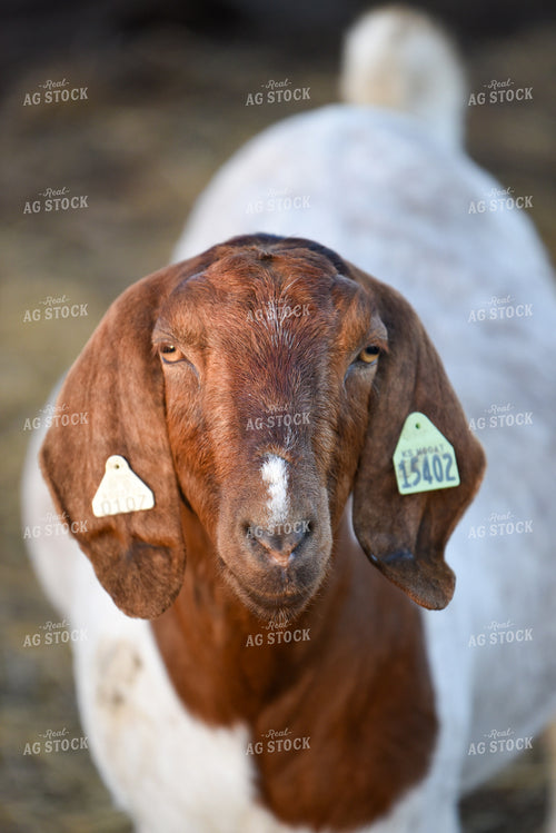 Goat 176003