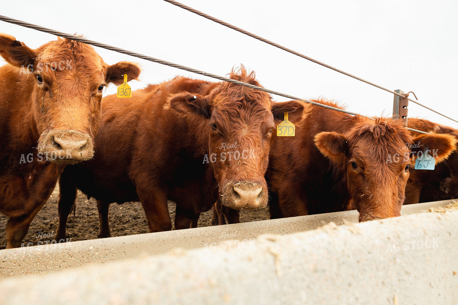 Red Angus Cattle Eating in Feedlot 114075