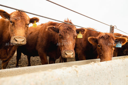 Red Angus Cattle Eating in Feedlot 114075