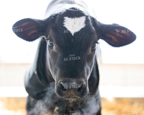 Holstein Calf 55027
