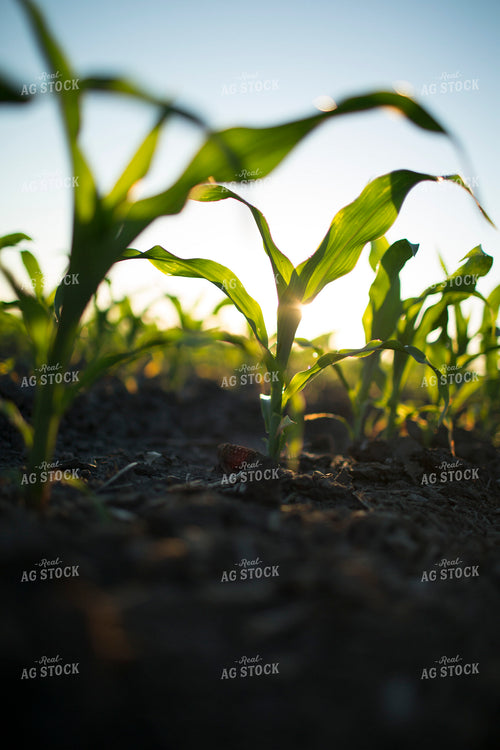 Corn - Early Growth 1104