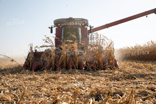 Corn Harvest 286004