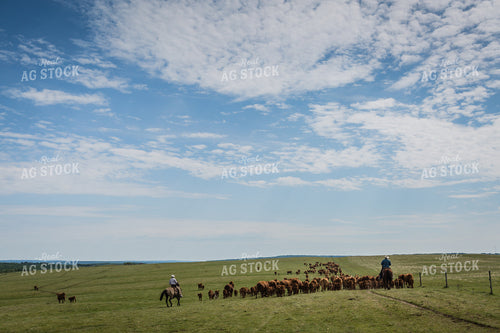 Ranchers Herding Red Angus Cattle on Horseback 138053
