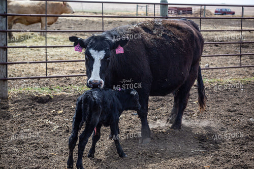 Cow Calf Pair 155410