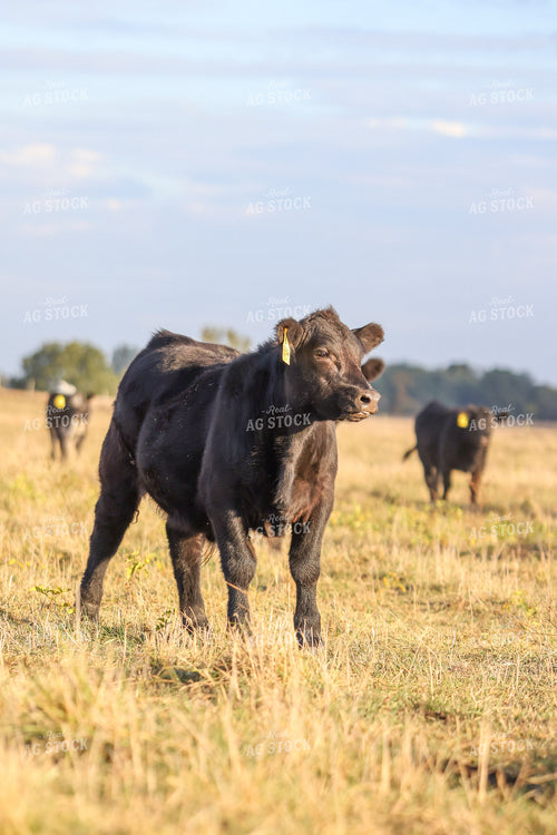 Black Angus Calf on Pasture 160438