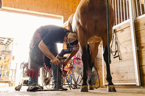 Farrier Trimming Hooves 52704