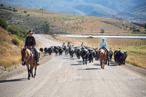 Cowboys on Cattle Drive 117412