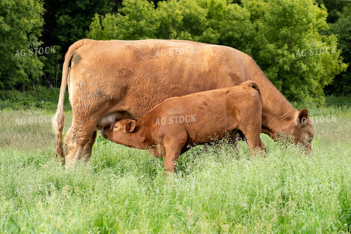 Calf Drinking From Cow in Grassy Pasture 50076