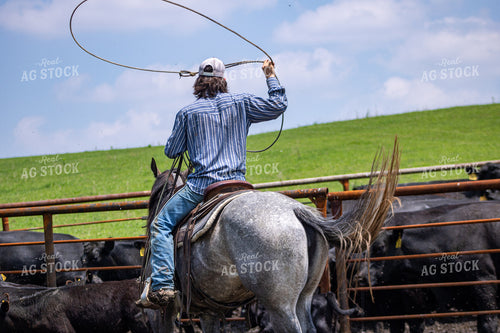 Rancher Roping Cattle 214193