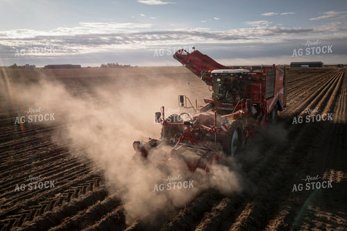 Potato Harvest 135053