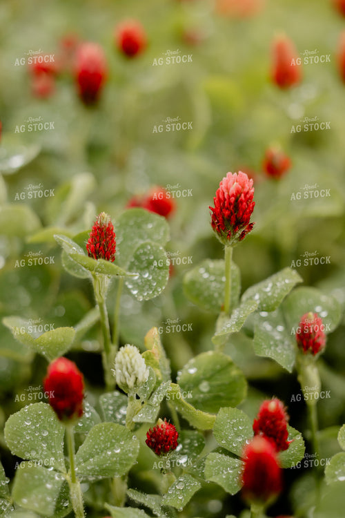 Cover Crop Crimson Clover 104121