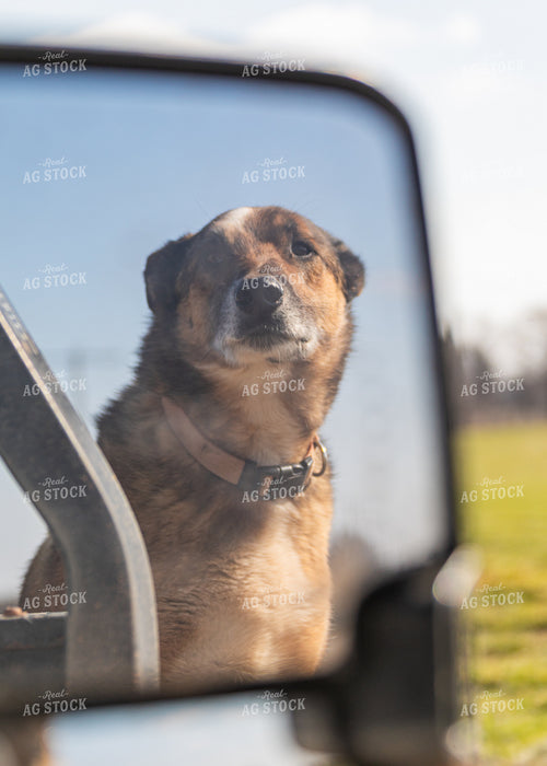 Farm Dog 231112