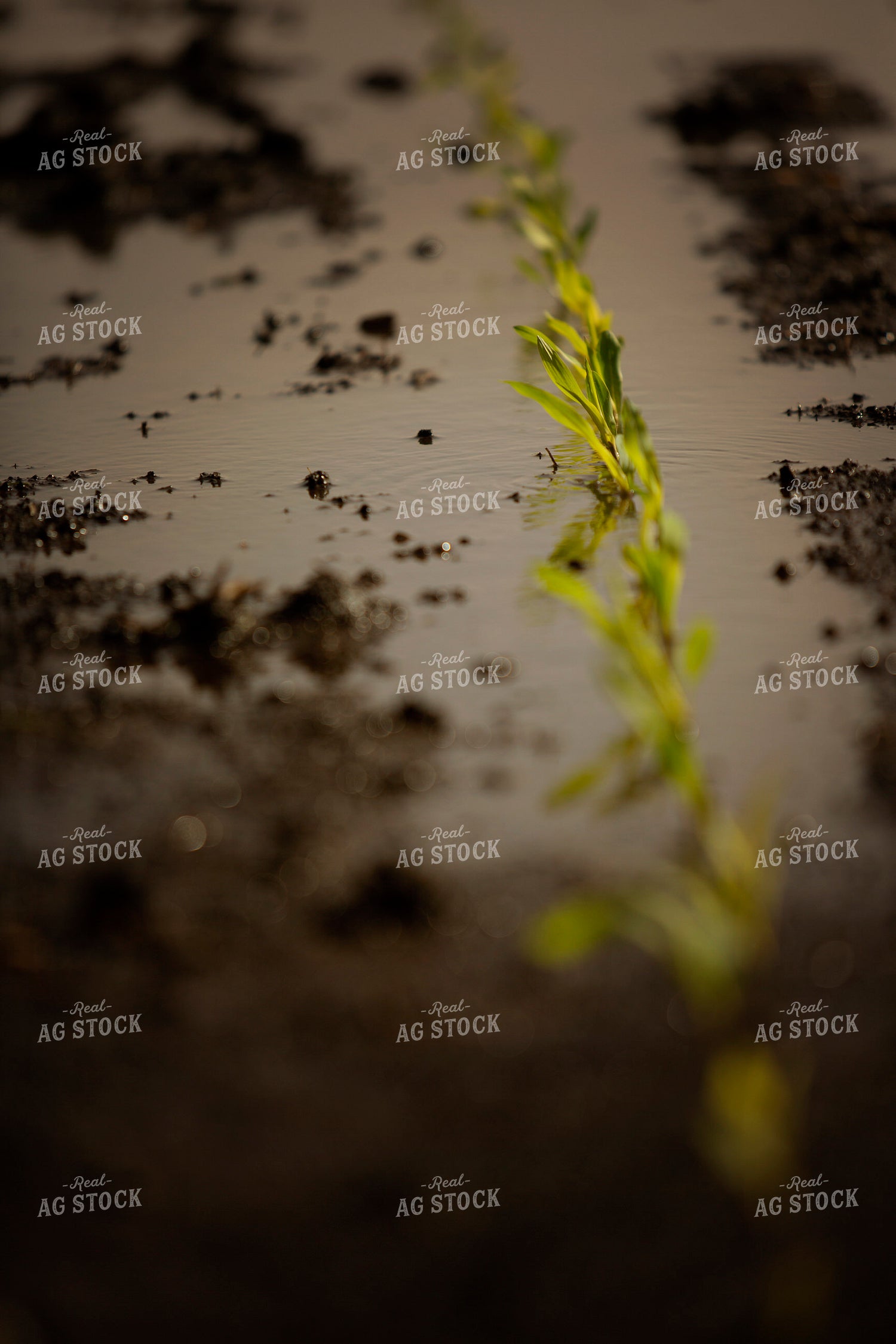 Early Growth Corn with Standing Water 5544