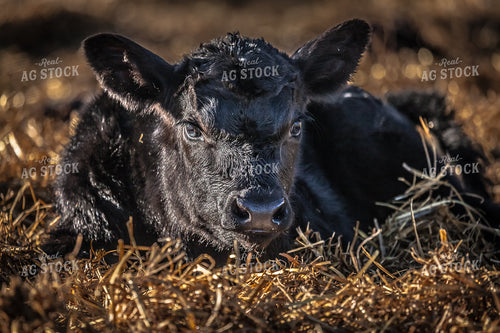 Calf 138120