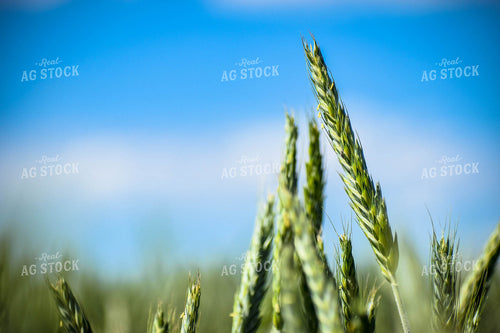 Wheat 56137