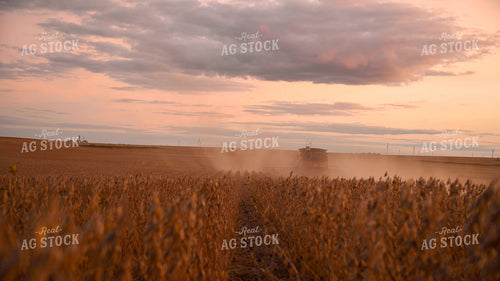 Combine Harvesting Soybeans 25761