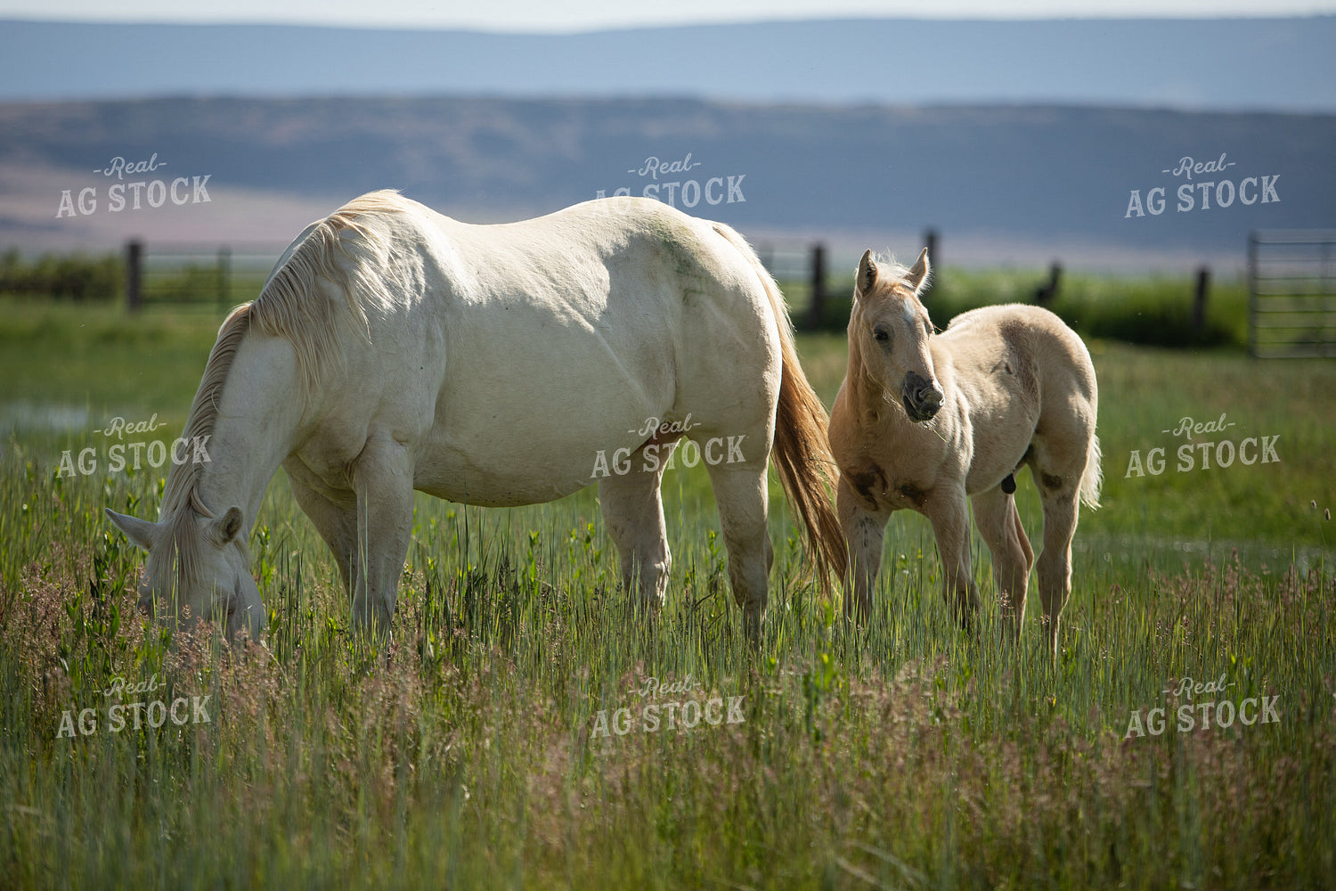 Foal and Mare 78210