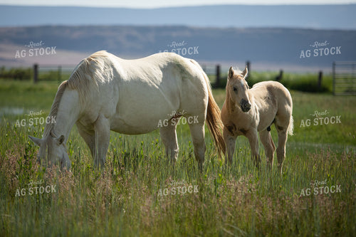 Foal and Mare 78210