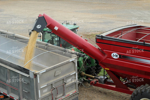 Loading Soybeans into Semi Truck 52057