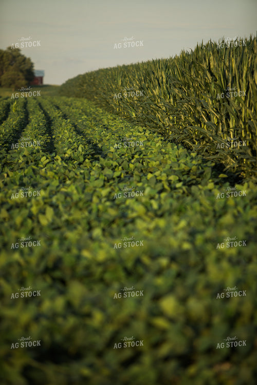 Green Corn and Soybean Field Border 6062