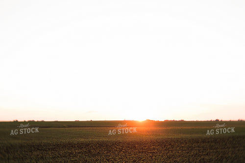 Soybean Field 7265