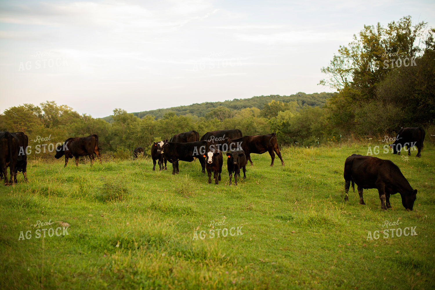 Cattle 2433