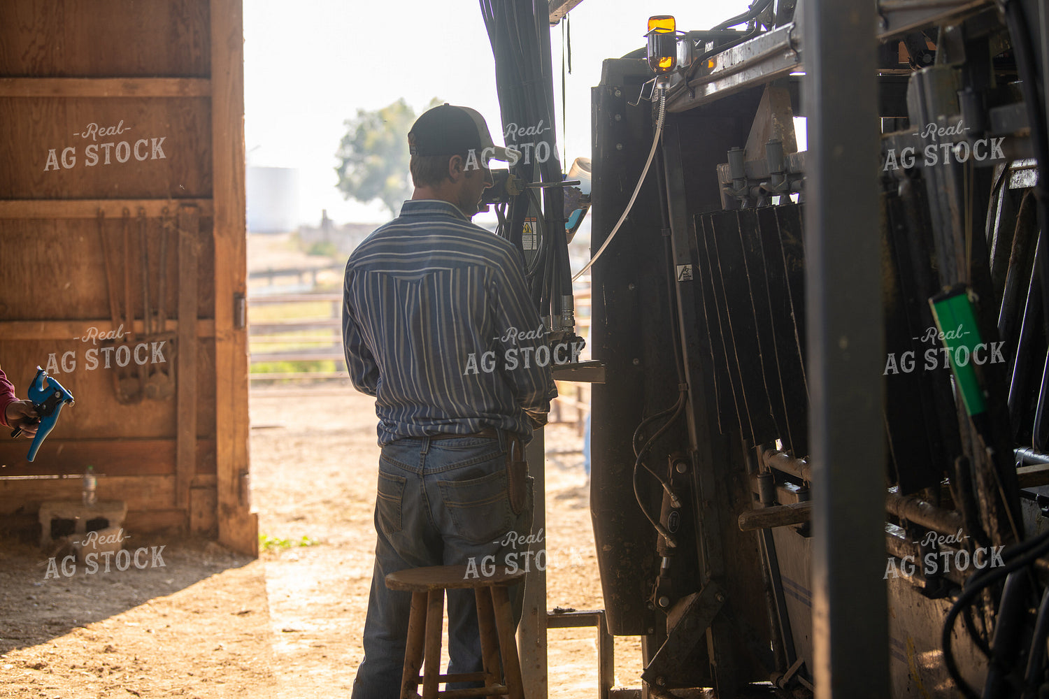 Ranchers Working Cattle 212147