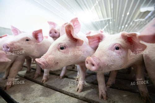 Piglets 168010