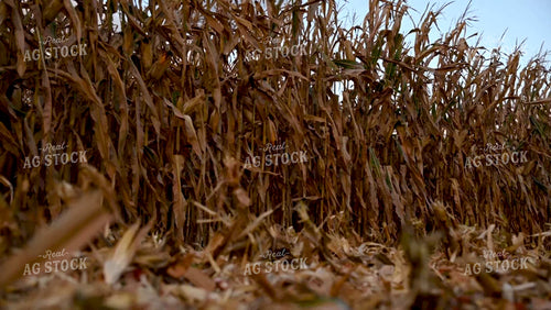 Combine Picking Corn, View from Ground - 484