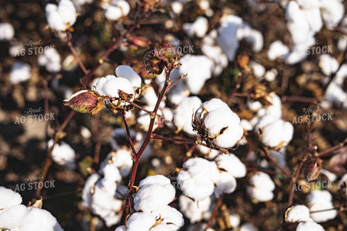 Cotton 91017