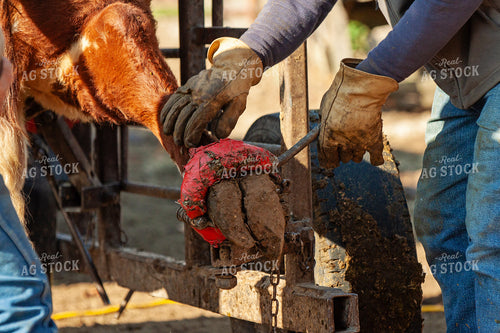 Trimming Hereford Cow Hoof 150046