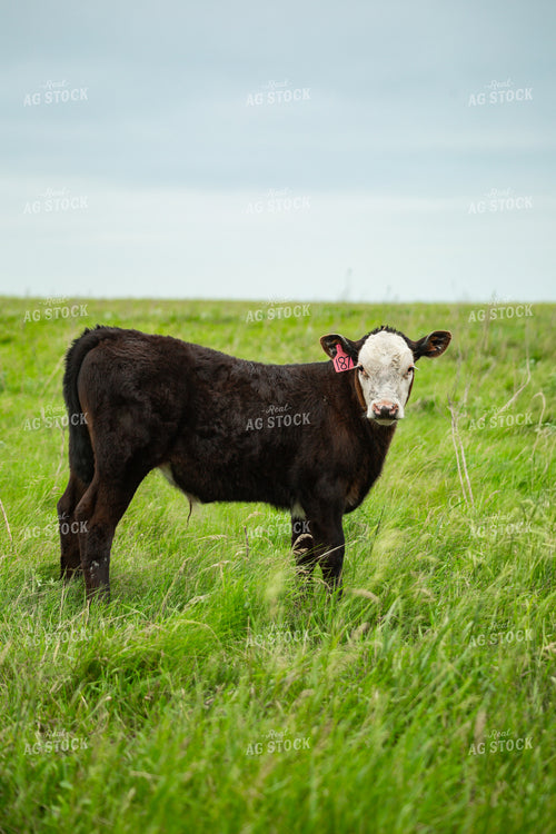 Cattle on Pasture 155620