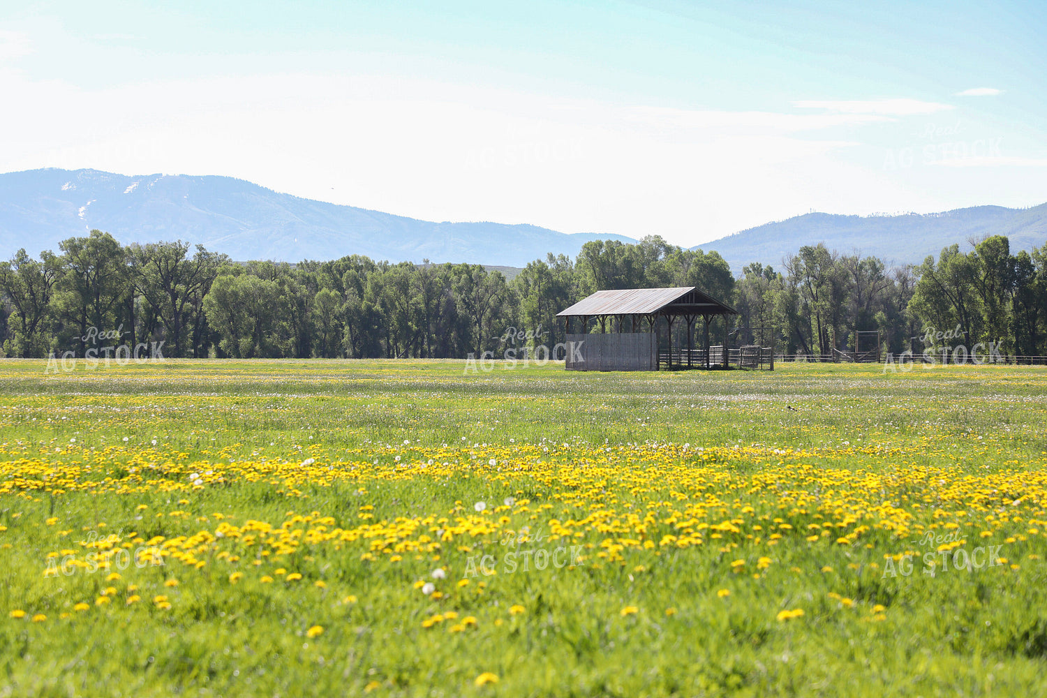 Cattle Handling Facilities 117442