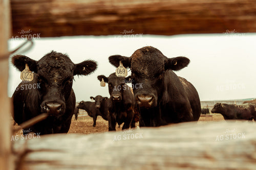 Angus Cattle in Pen 58150