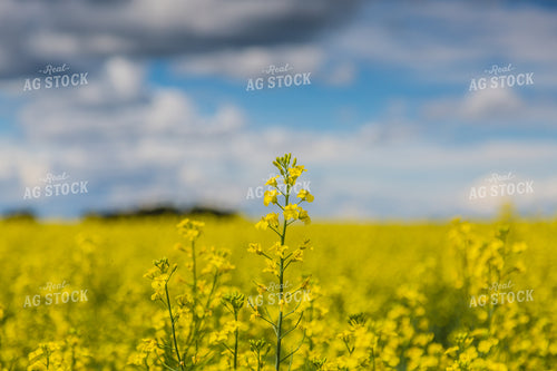 Canola 138114