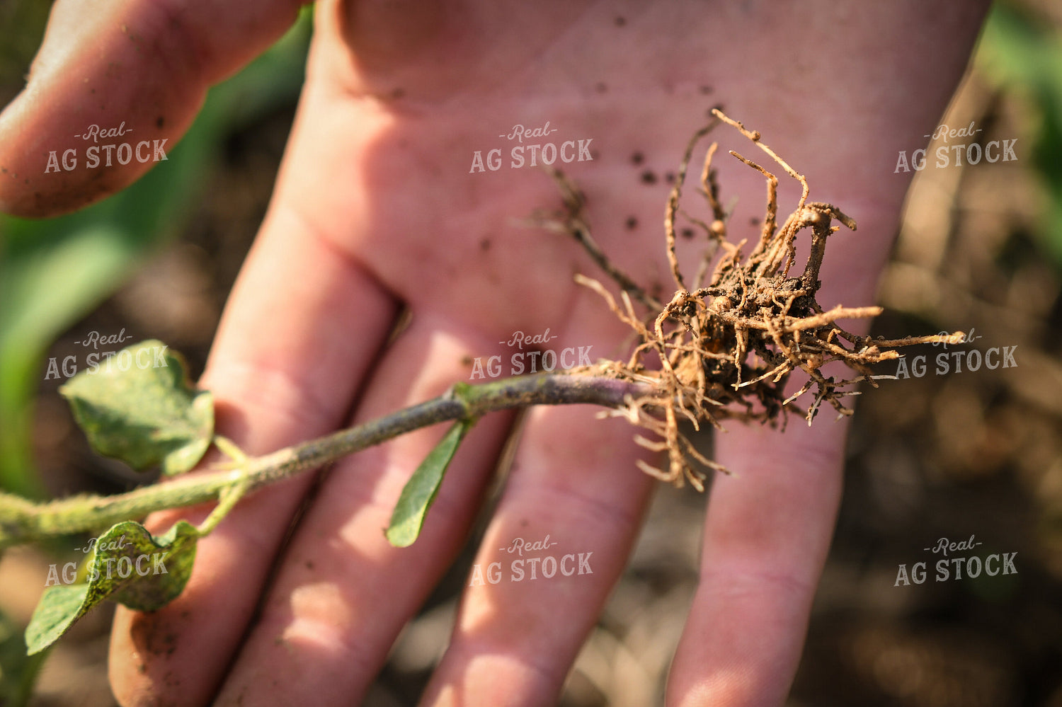 Scouting Early Growth Soybeans 191162